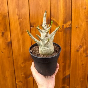 Adenium (Adenium obesum) ‘ANSU BAOBAB’ - výška 15-20 cm, kont. C1L